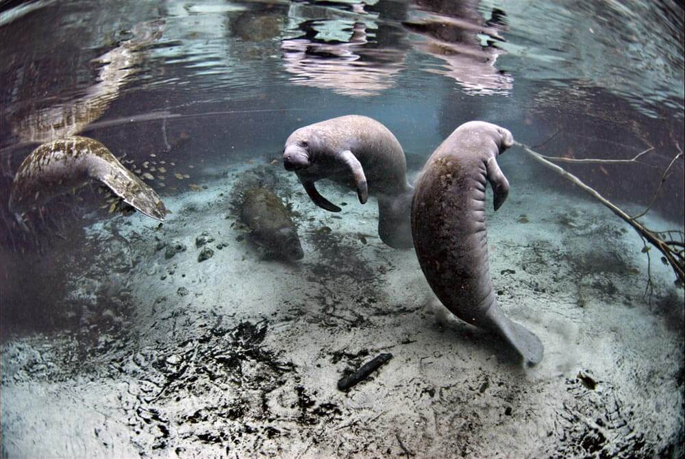 Manatees