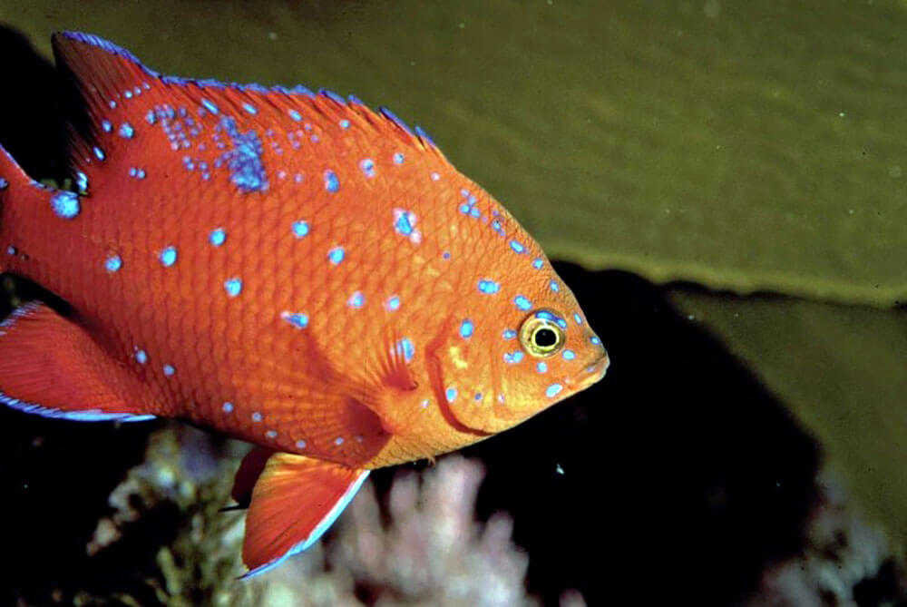 Garibaldi, a species of damselfish