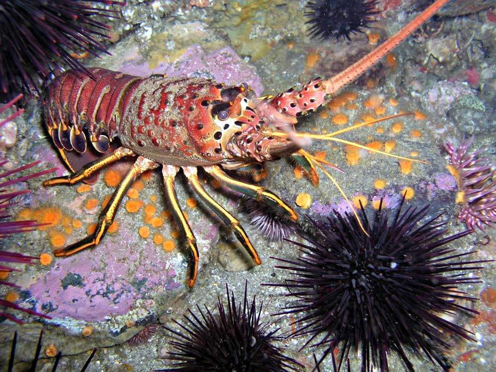 California Spiny Lobster