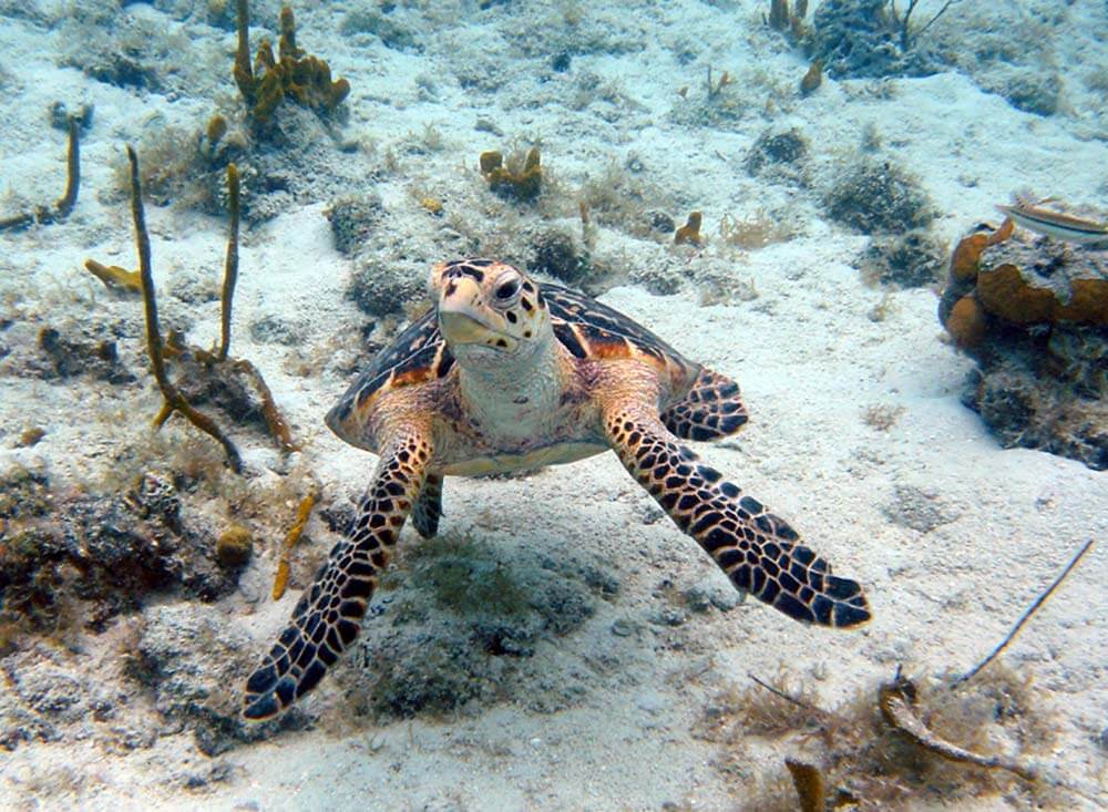 VIRGIN ISLANDS NATIONAL PARK, St. John