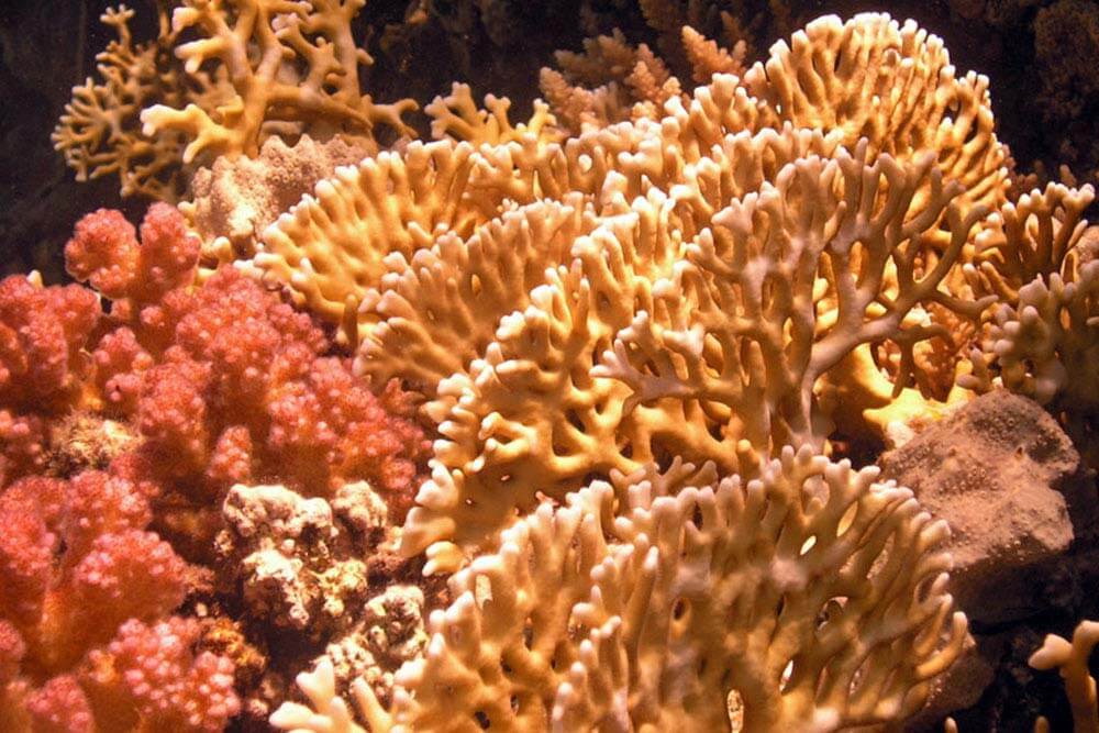 coral