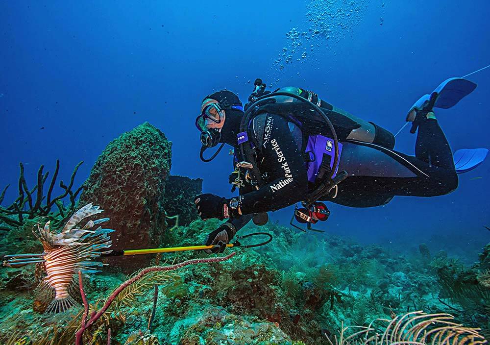 A resource manager captures a lionfish.