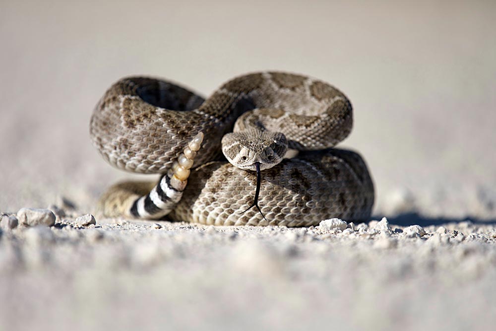 Rattlesnake