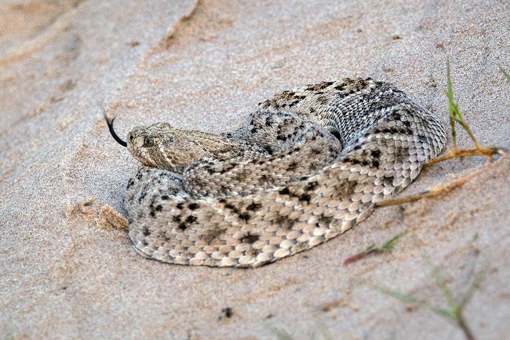 The western diamondback rattlesnake