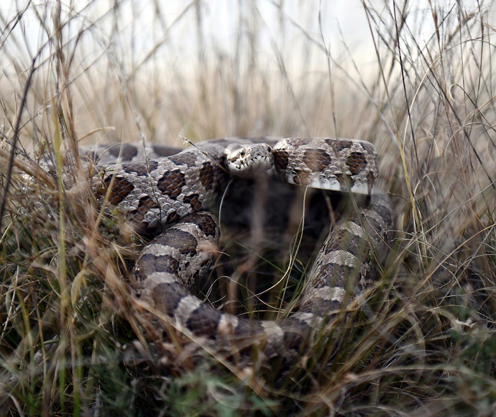 rattlesnakes blend in with their surroundings
