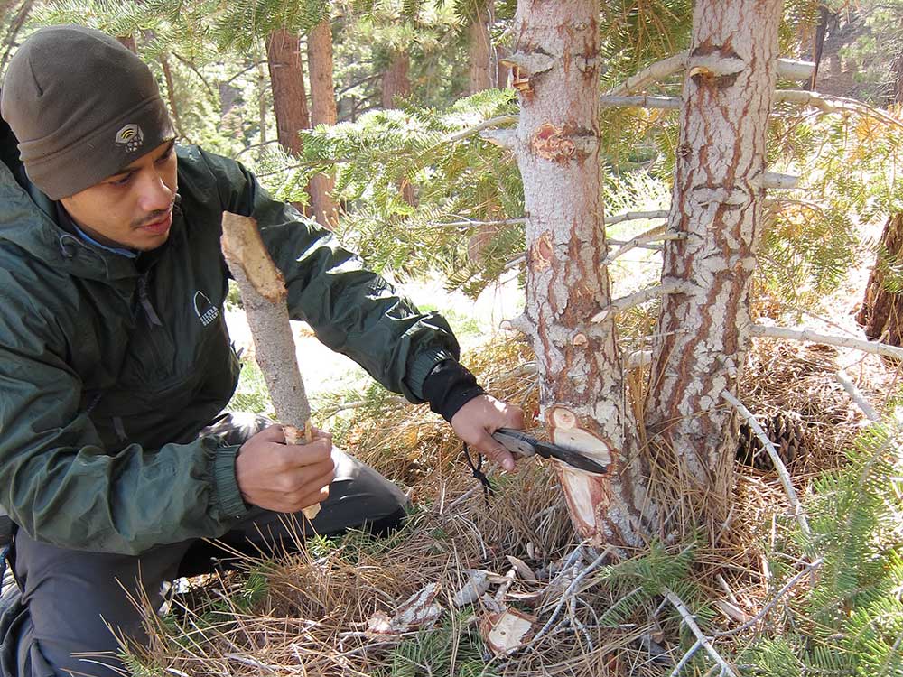Beaver chewing around a thick tree is made easier with the help of a baton.