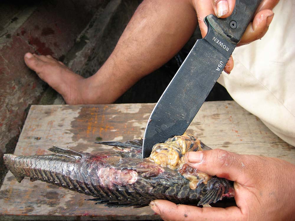This Peruvian Suckermouth was processed on a boat in the Amazon.