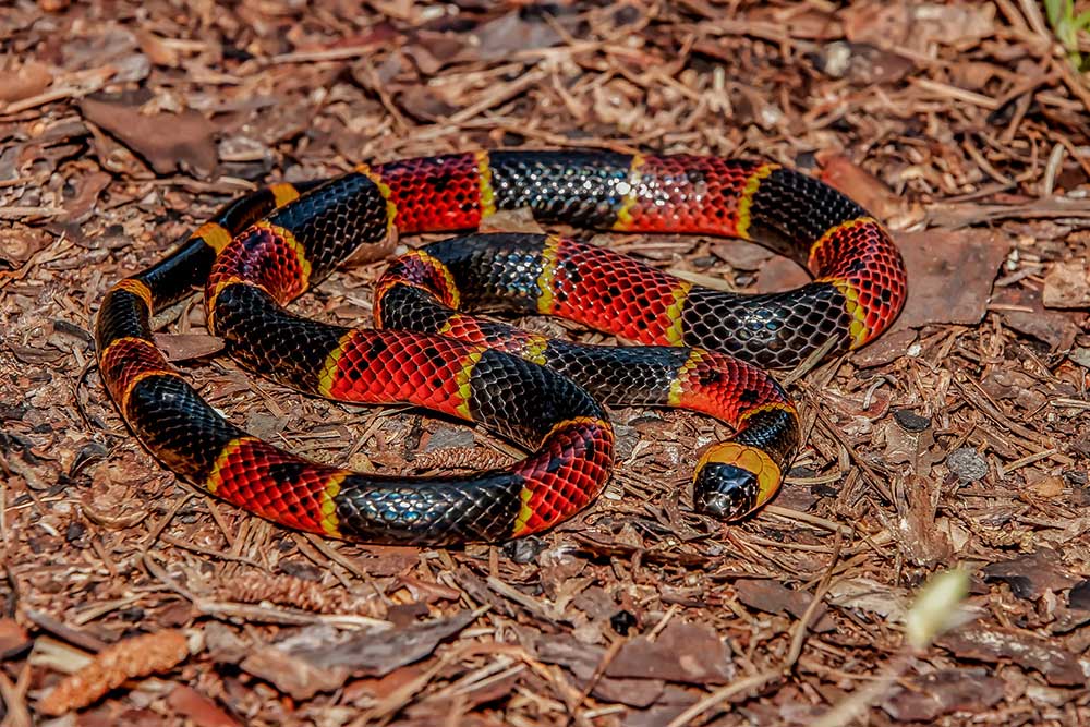 The eastern coral snake