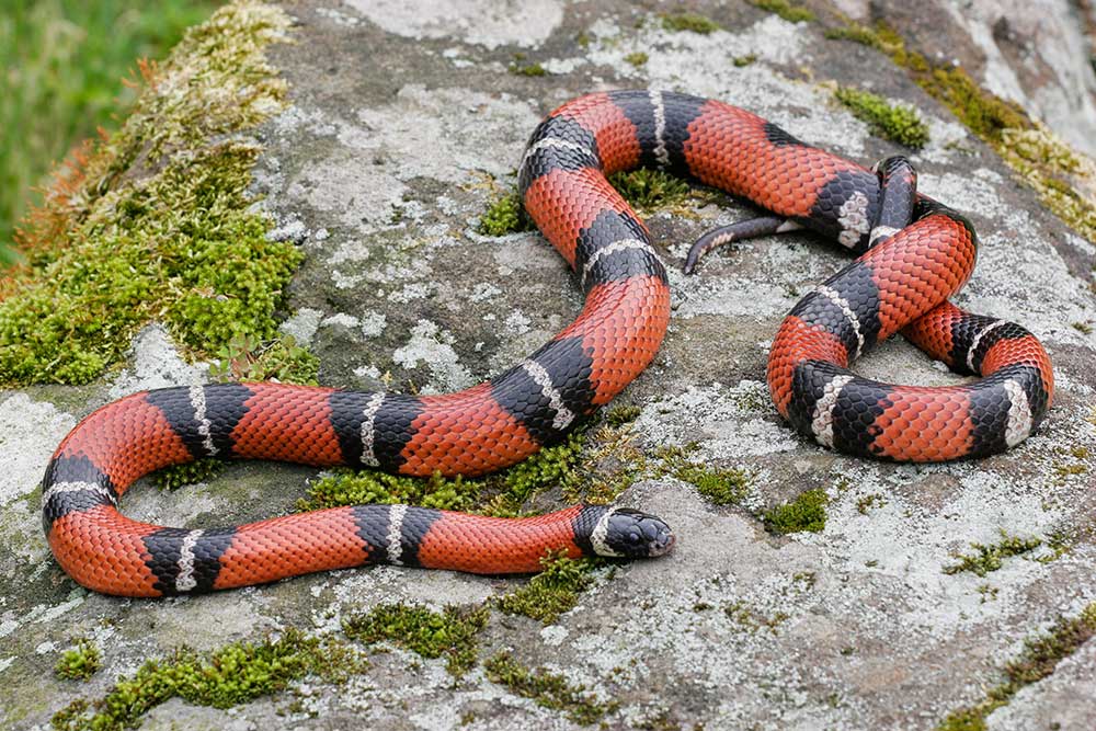 Mexican milk snake