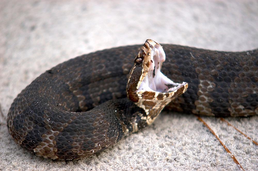 venomous cottonmouth snake 