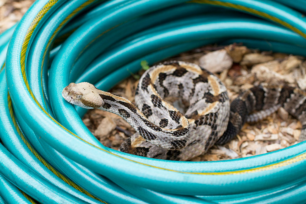 The timber rattlesnake