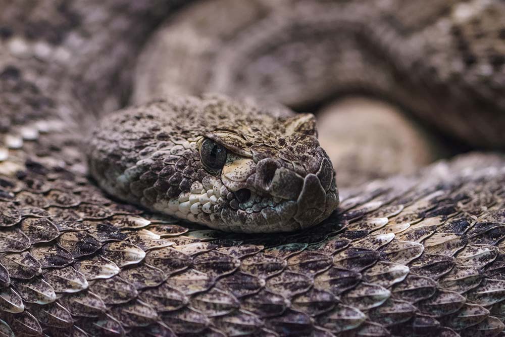 western diamondback rattlesnake