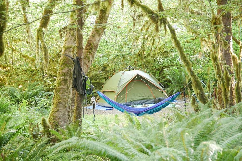 The Hoh Rain Forest in Washington’s Olympic National Park