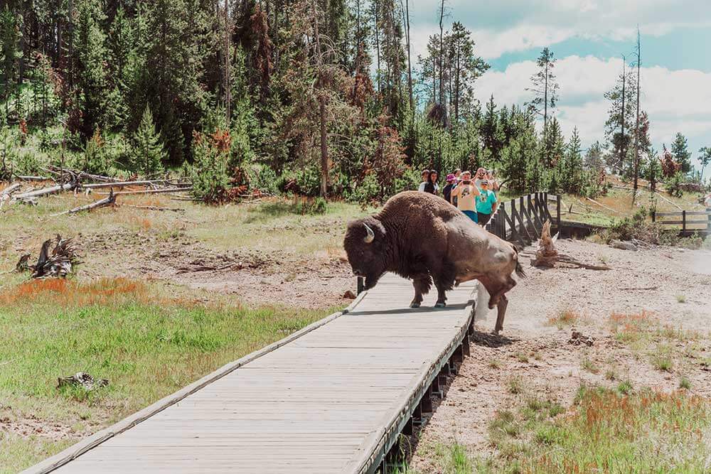 bison on trails