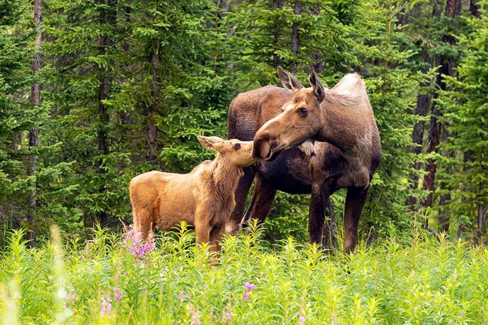 moose in the taiga.