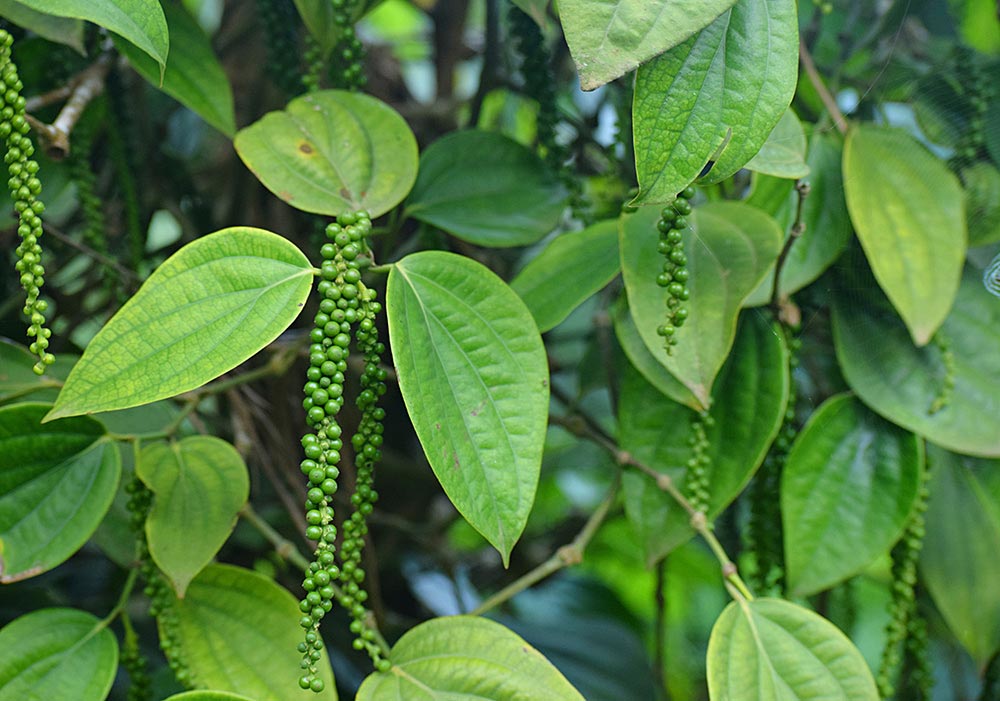 black pepper plant