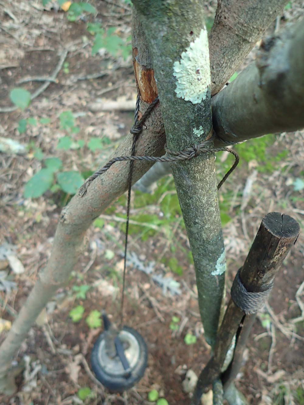 A square (reef) knot is used to bind the tripod.