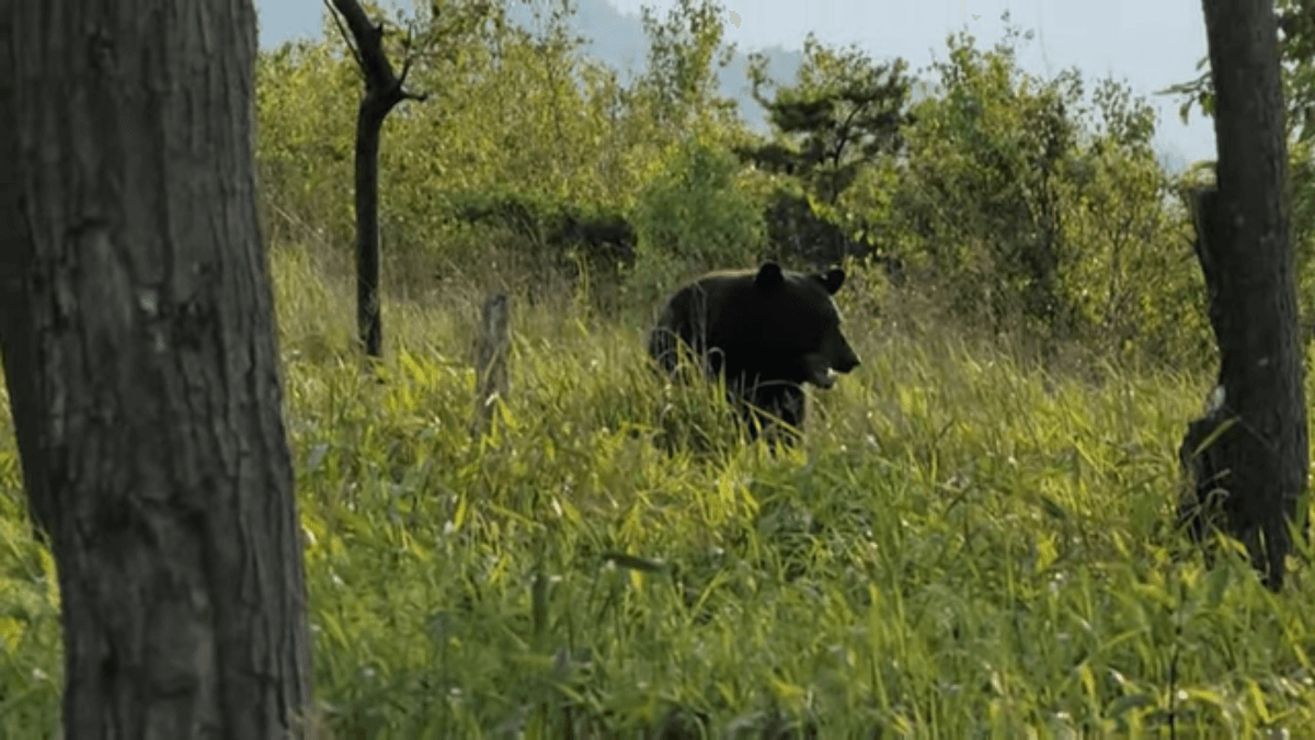 black bear in grass