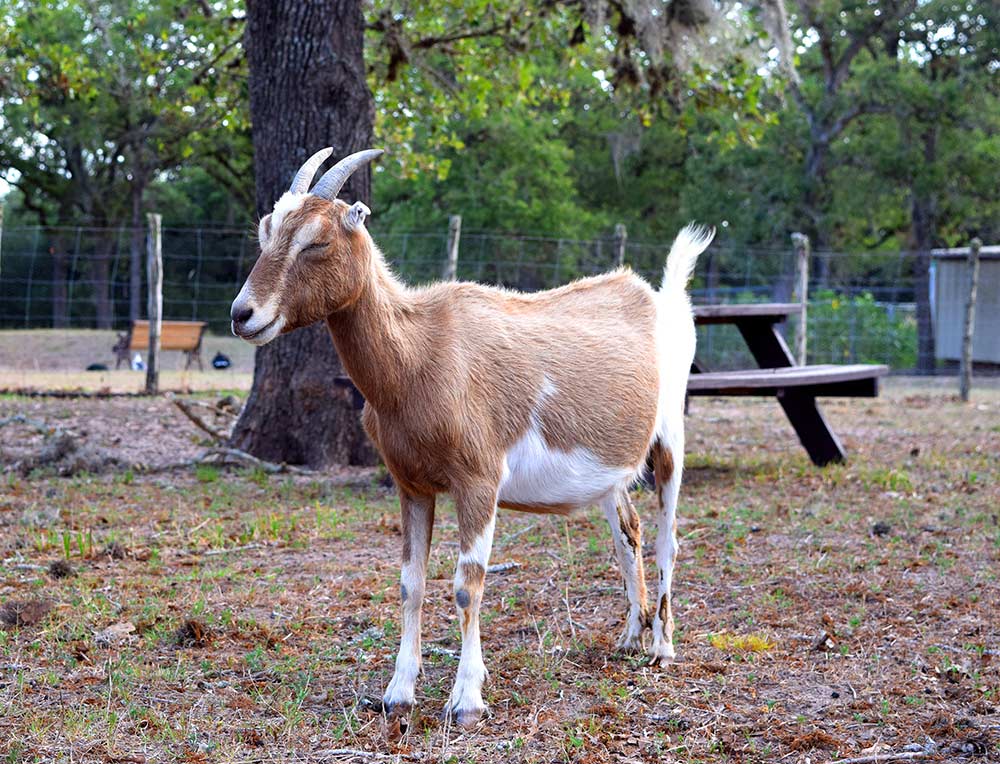 miniature dairy goat