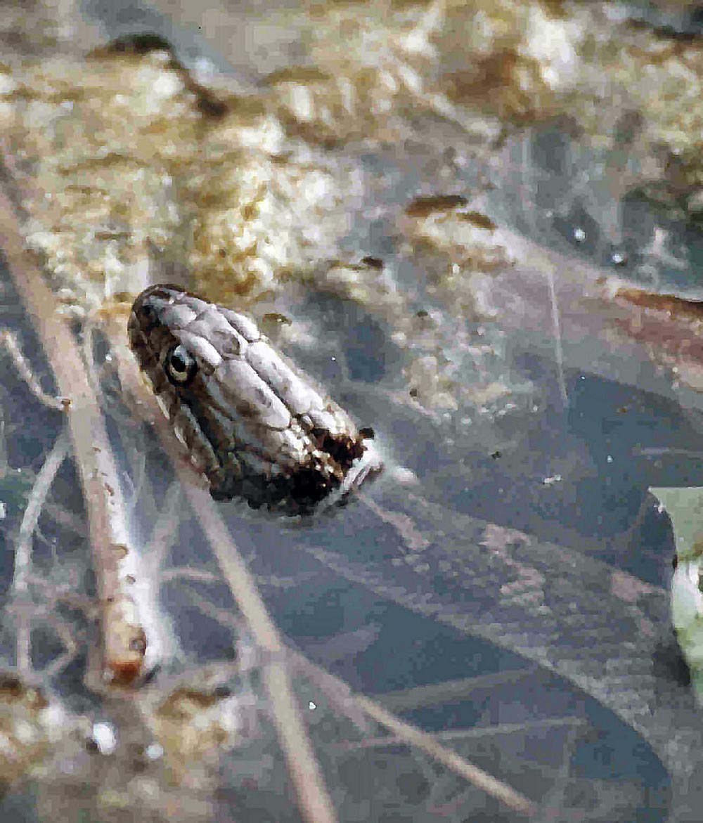 northern water snake