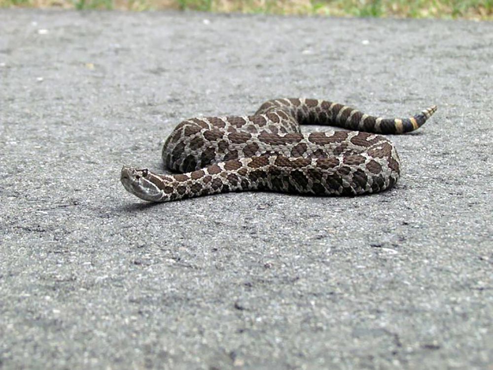 A massasauga rattler snake