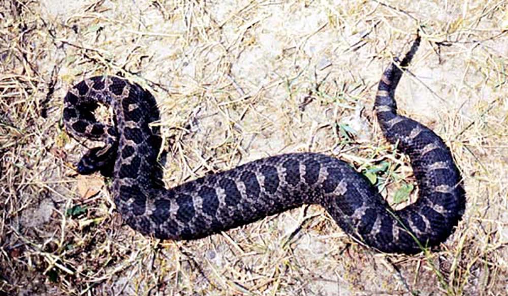 Rattlesnake